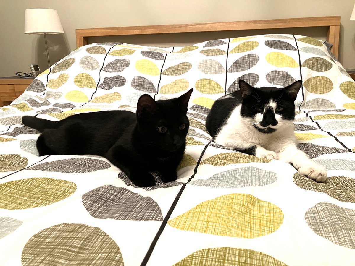RSPCASouthBucks's tweet image. This is lovely Tinkerbell, settled into her new home. As you can see she has made friends with resident cat, Oliver, and they love sitting and playing together.
Together let’s end animal suffering in South Bucks.
#contentedcat #rehomeacat #adoptacat #foreverhome #successstory