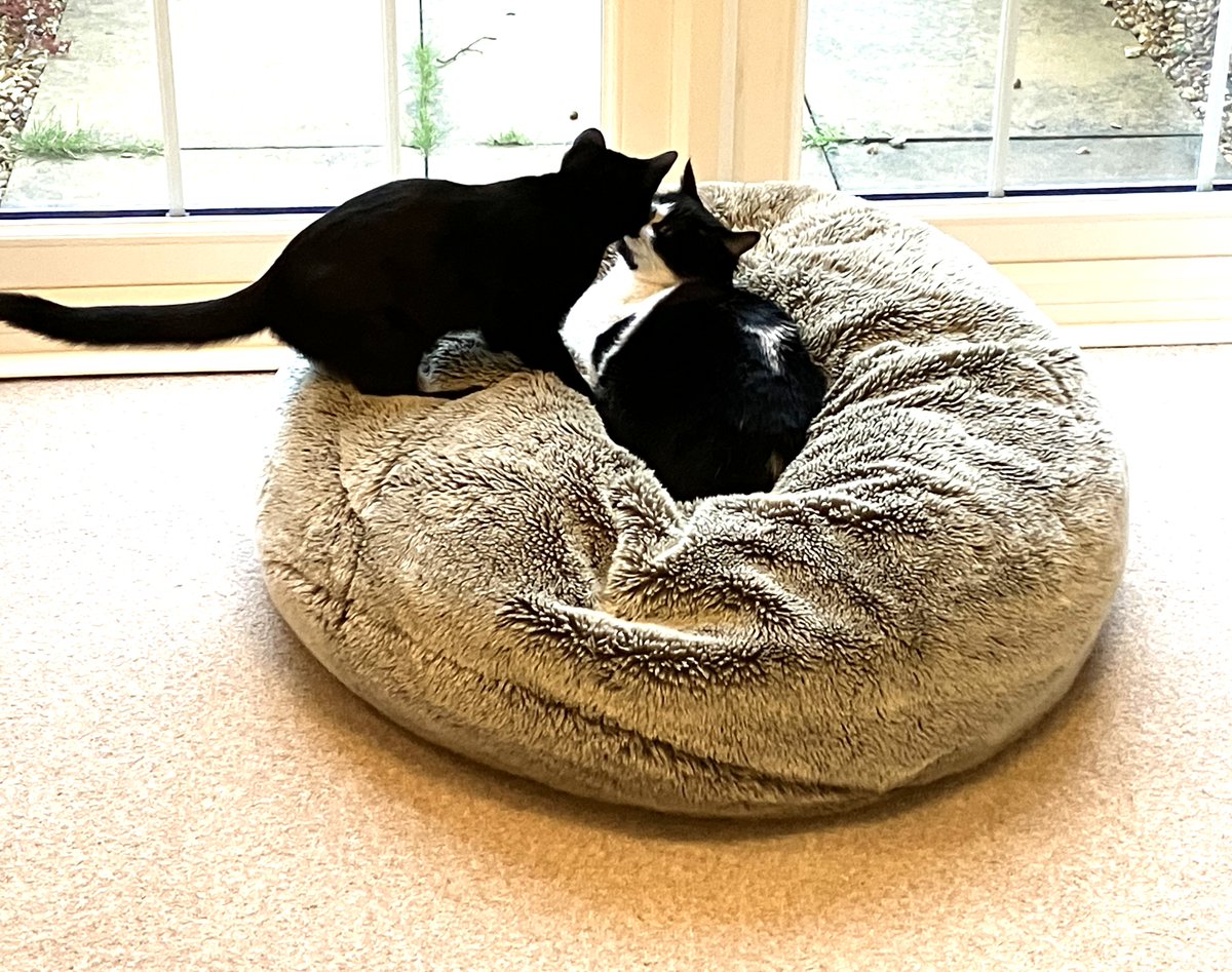 RSPCASouthBucks's tweet image. This is lovely Tinkerbell, settled into her new home. As you can see she has made friends with resident cat, Oliver, and they love sitting and playing together.
Together let’s end animal suffering in South Bucks.
#contentedcat #rehomeacat #adoptacat #foreverhome #successstory