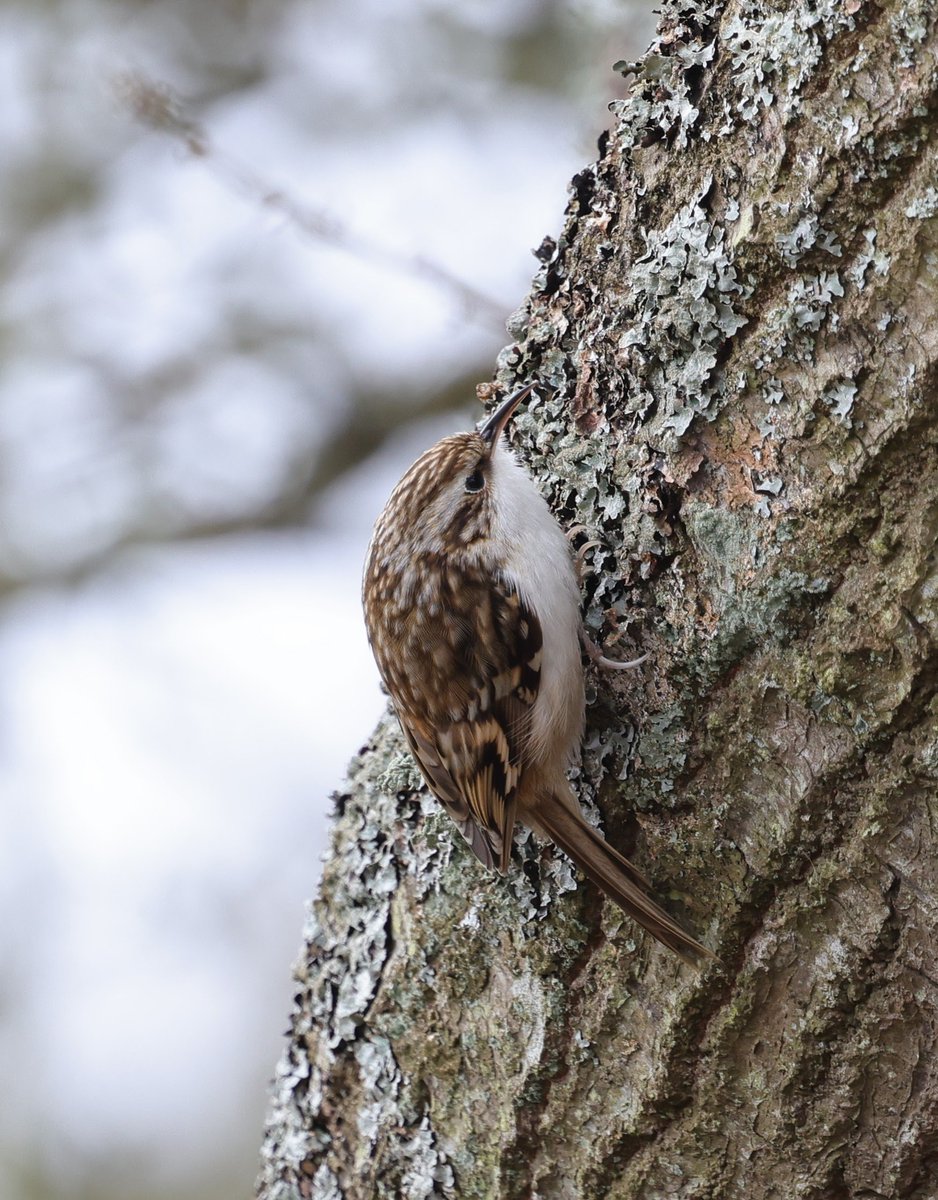 Ruth Watson tweet media