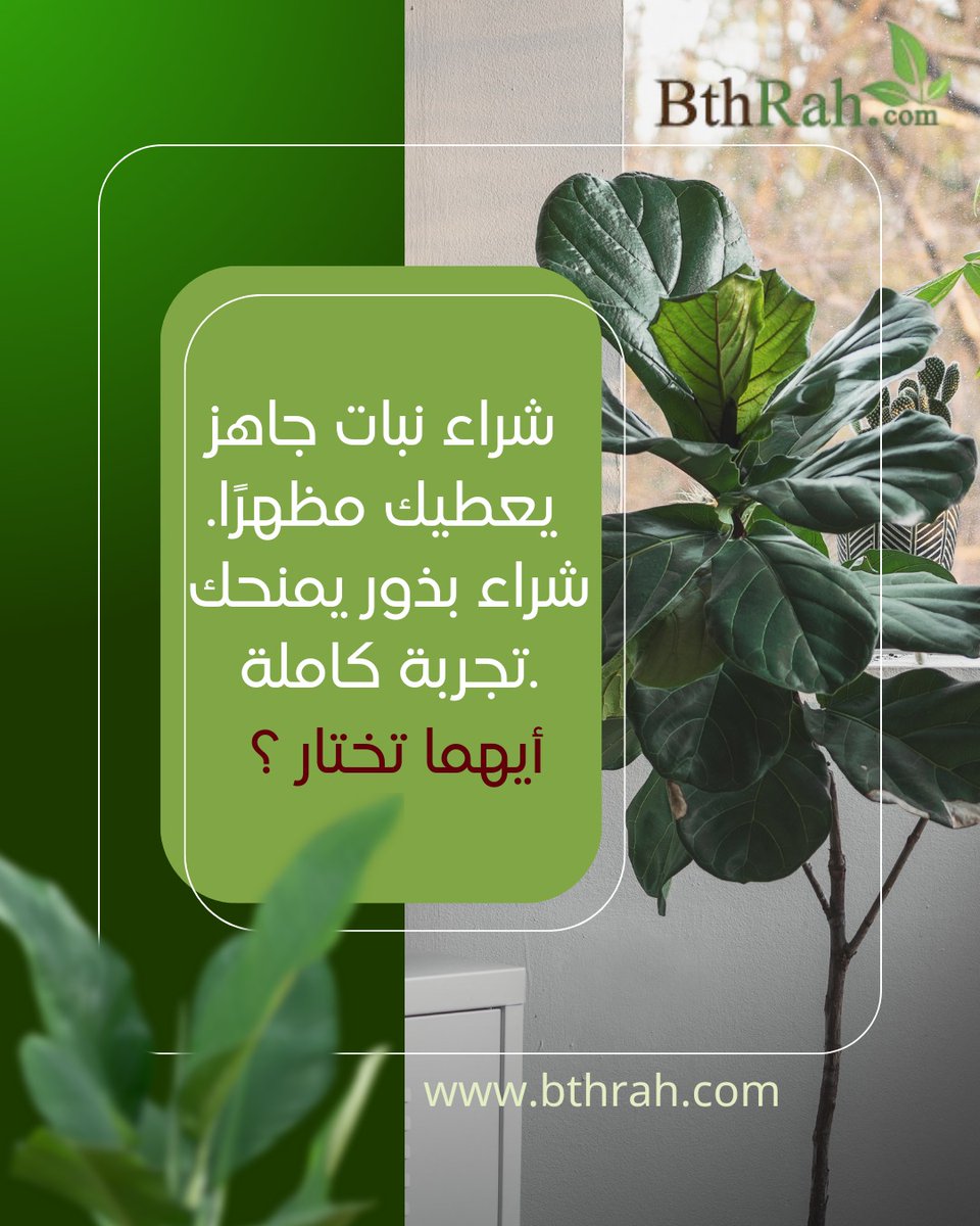 شراء نبات جاهز يعطيك منظر جمالي .
شراء بذور يمنحك تجربة كاملة.
الأول مؤقت.
الثاني استثمار.
الفرق بين من يزيّن منزله
ومن يصنع حديقته بيده.
أيّهما تختار؟
شاركونا آرائكم 
#بذرة