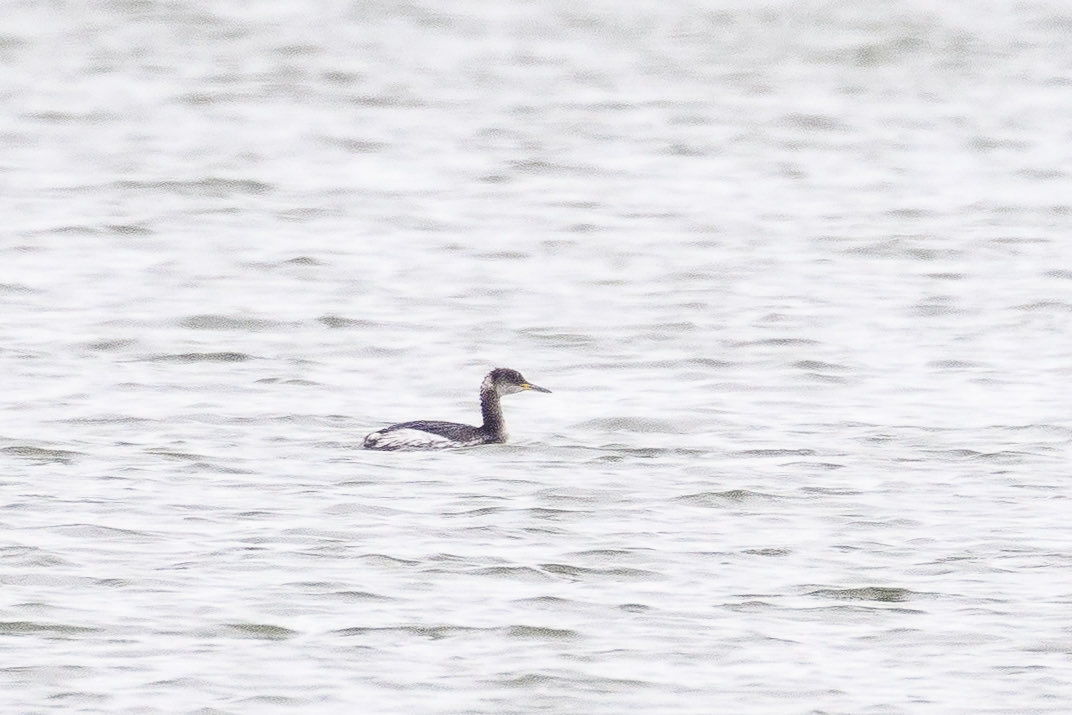 Angus Molyneux tweet media