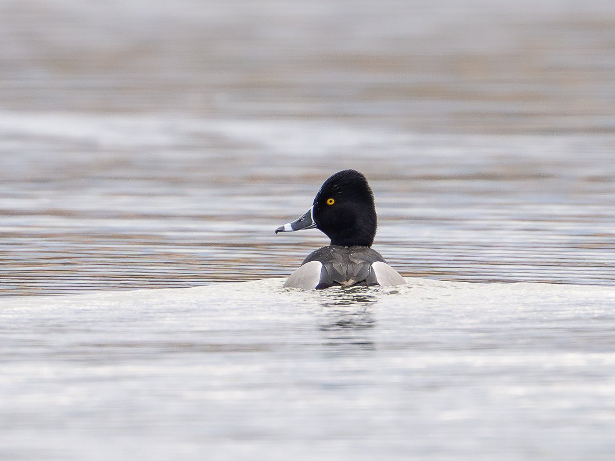 Angus Molyneux tweet media