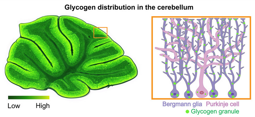Hirase lab@KU tweet media
