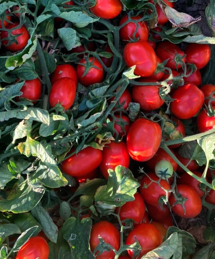 KÜÇÜK tweet media