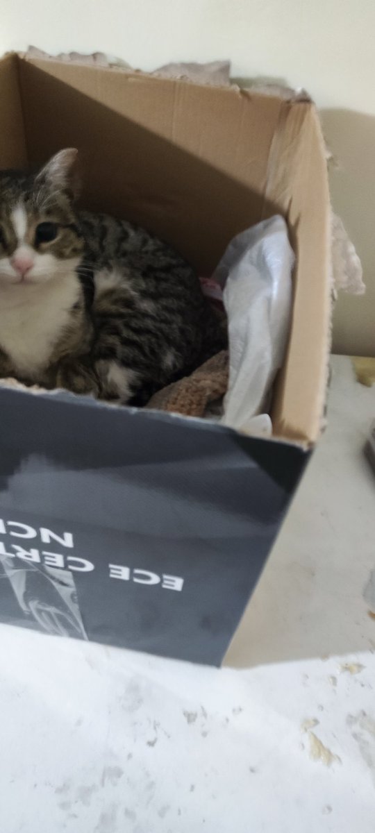 drchemist35's tweet photo. @omerart_gm arada bir gelir, misafirimiz olur kapımızın önünde, ama yakalanacak diye tereddütlerim var🙂🙂🙂 iyi hafta sonları bizden herkese🐈🐈‍⬛ https://t.co/fvzwWKLnue