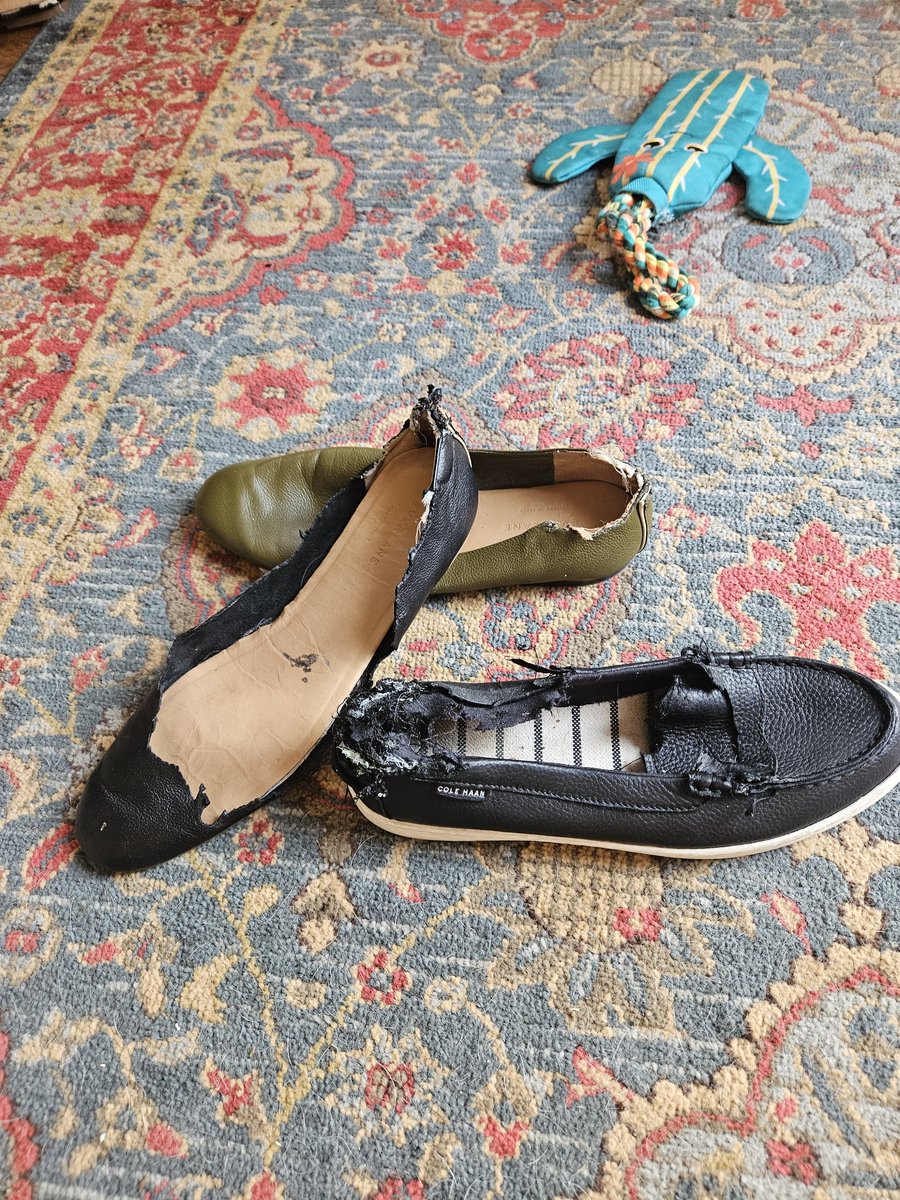 Guppy ' s mom tweet media