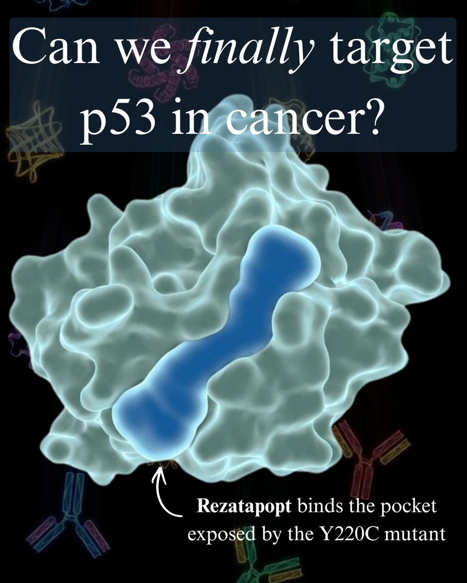 Samuel Hume tweet media