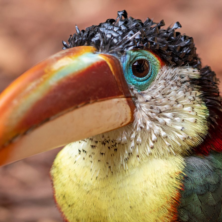 Indie5051's tweet photo. El araçari-mulato es un tucán con plumas que parecen "cabello rizado https://t.co/JgFE5WTJNH