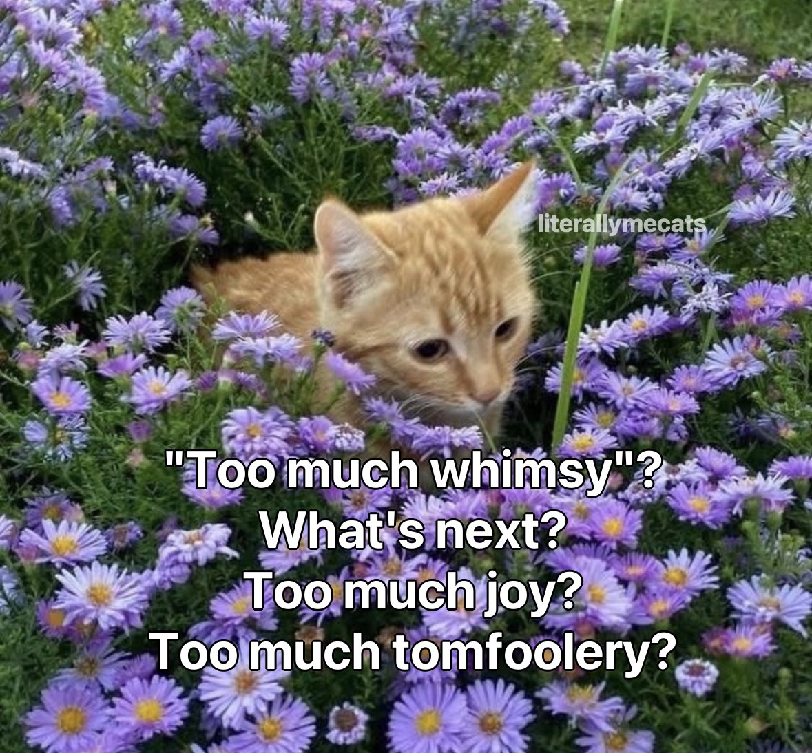 LiterallyMeCats (@literallymecats) on Twitter photo 