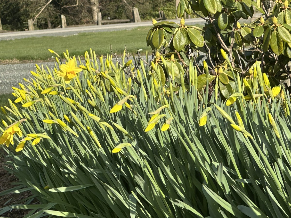 Kevin Bisschop 🇨🇦 🐄🧍♂️ tweet media