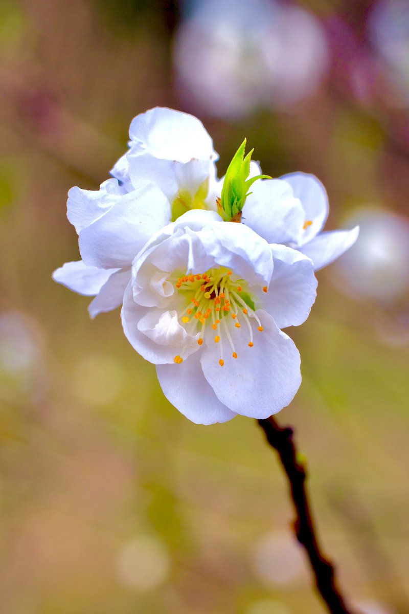🤍🧡#ハナモモ 関白🤍🧡 バラ科 純白の中輪(4cm)で美しい白花の代表