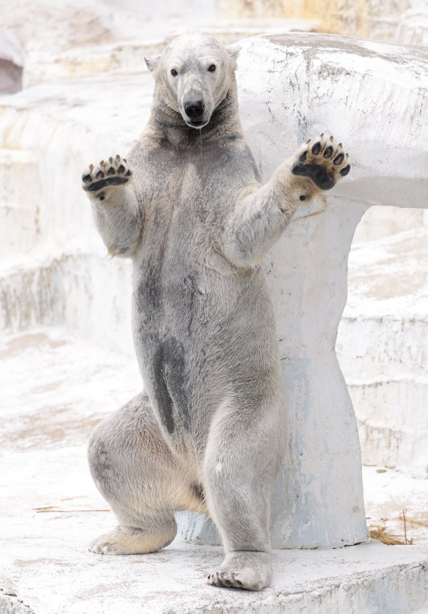 suika (@suika75014422) / Posts / X