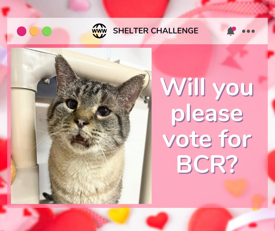 Resolutions For Rescue Shelter Challenge is here! 🐾 Vote for blind, FELV+, &amp; FIV+ cats—it's free &amp; quick! Daily votes help them win! 😺 🐾

🔗 VOTE: bit.ly/3Ue7TmV
📧 Need a reminder? Email: blindcat@blindcatrescue.com

Thank you so much for helping the kitties! 💙