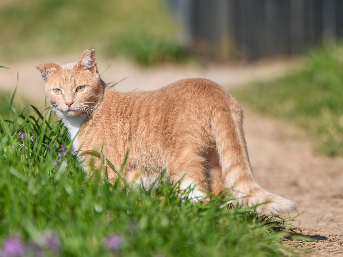 Robert Yates tweet media