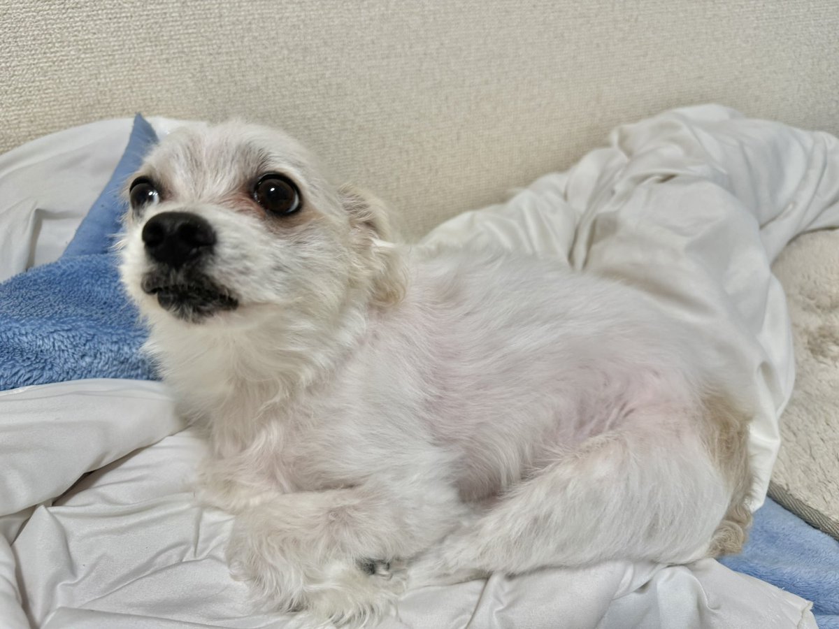 マリー 店長 tweet media