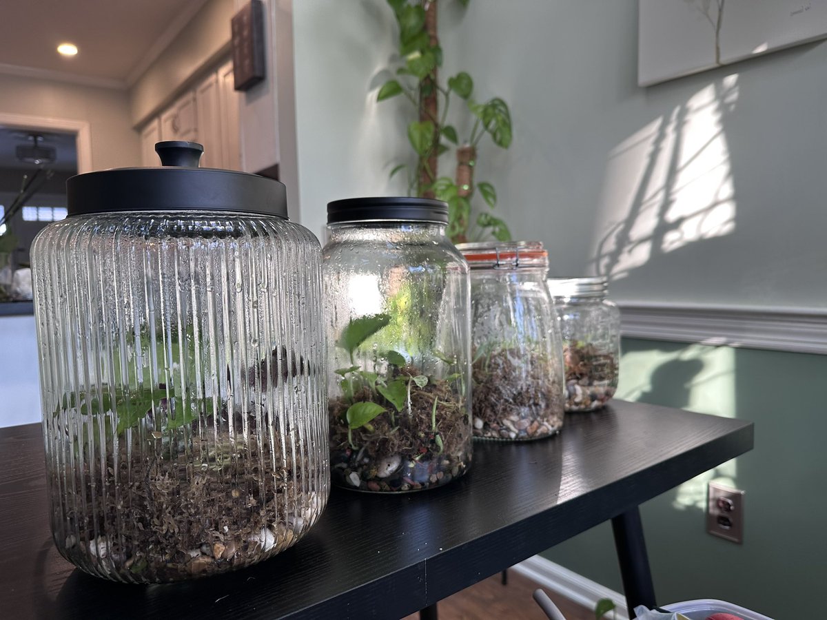 nameyourplants's tweet photo. plants propagate patience https://t.co/T86ISrQYHa