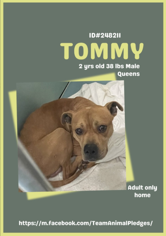 NMBewitched's tweet image. Tommy 🥰
#NewDogontheBlock 
nycacc.app/#/browse/248211 
#AdoptMe 

Lovely Tommy 😍
Think he is underweight &amp;amp; kinda shy 
Those eyes looking for a Hero 

A calm home, where he can be spoiled, pampered &amp;amp; given confidence.