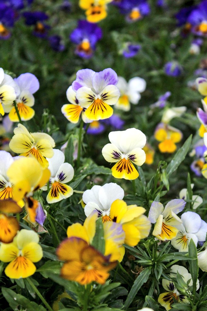 ✤nikoo✤🍒不調でお休みしてますꕤ.｡ tweet media