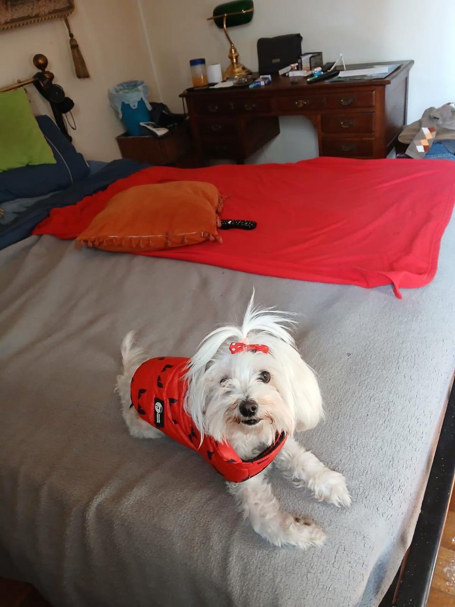 Evelyn_Torres_h's tweet photo. Pequeñita en adopción maltés con daño neurologico única secuela utiliza pañales , dueño adulto mayor hospitalizado por acv muy secuelas o vivían ambos solos , muy regalona necesita un hogar donde realmente la amen y se preocupen de ella. Siete años . +56 9 9870 3653 solo whatsapp https://t.co/Ih67lBwo5E