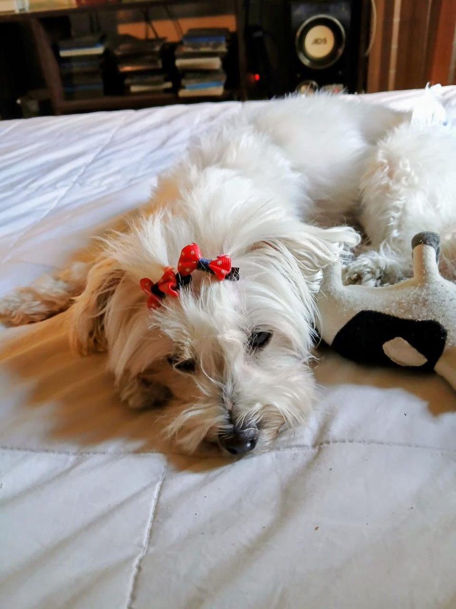 Pequeñita en adopción maltés con daño neurologico única secuela utiliza pañales , dueño adulto mayor hospitalizado por acv muy secuelas o vivían ambos solos , muy regalona necesita un hogar donde realmente la amen y se preocupen de ella. Siete años . +56 9 9870 3653 solo whatsapp