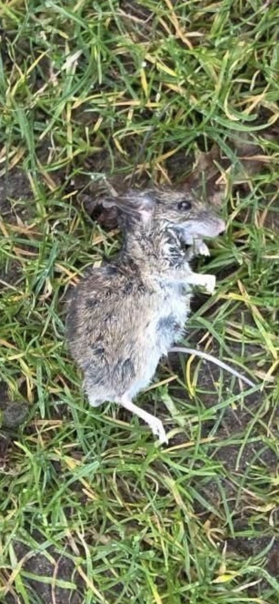 Sadeq Saba tweet media