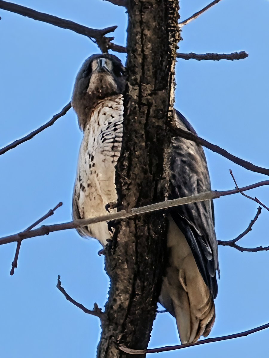 McKaigNatureCtr's tweet image. Morning with Pack 88 Cub Scouts! 
Shout-out to Boy Scout Leo, who stepped up with his folding saw to help clear a fallen cherry tree that came down earlier this week near map marker White 20. 

Job was too big so, our amazing  volunteers jumped in to finish removing the tree