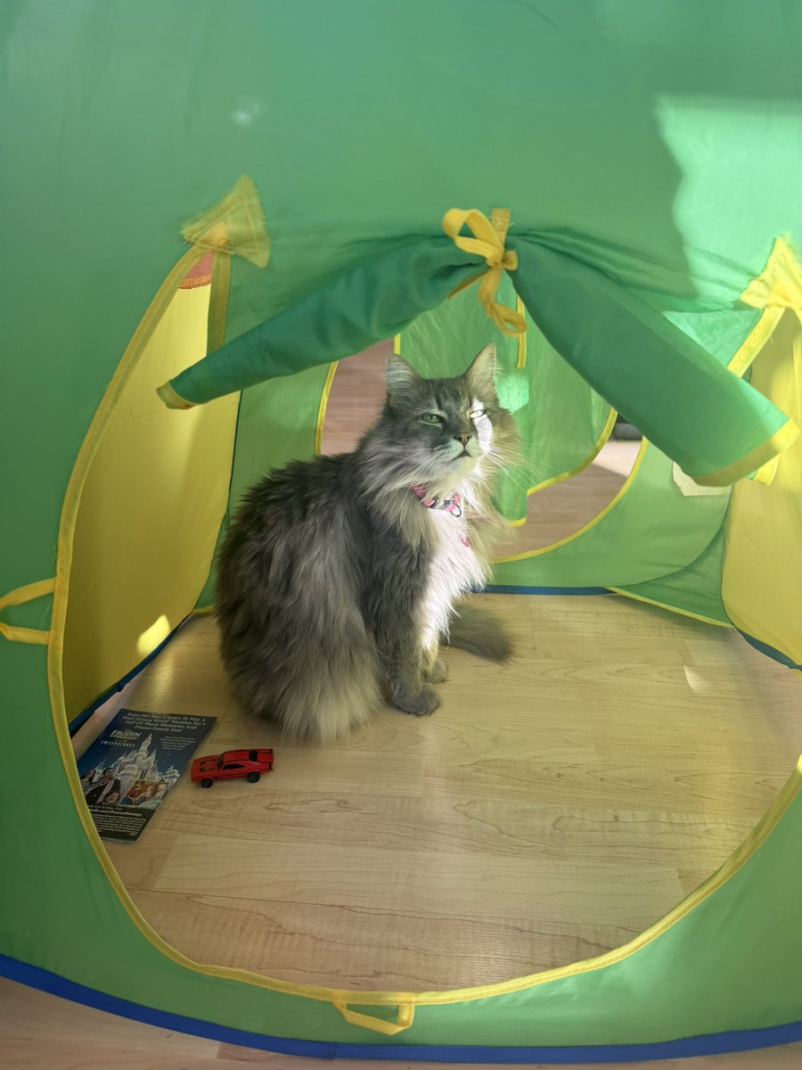 Primrose Alaska 🌺❄️ tweet media