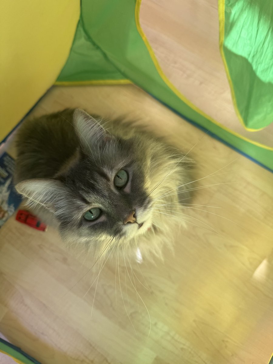 Primrose Alaska 🌺❄️ tweet media