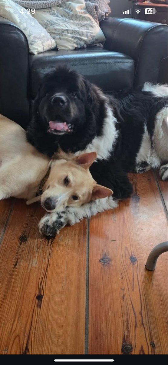 Timothy Haley tweet media