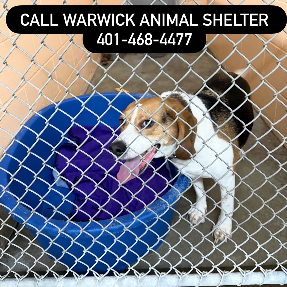 Friends of Warwick Animal Shelter tweet media