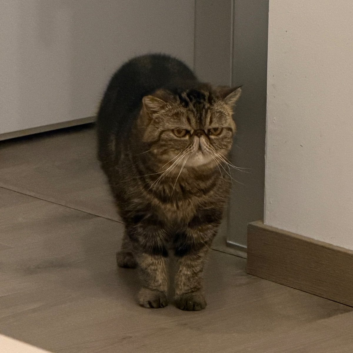 l4_p4tr1z14's tweet photo. Sono tornata nella casa di Ciro per veder tutti insieme Sanremo (io dormo).
Non è contento e ci giudica.
Dice: “Che è sto casino, state zitti…anzi tornatevene a casa vostra!”
😂
#Gatto #Giudica https://t.co/ajT3XehGae