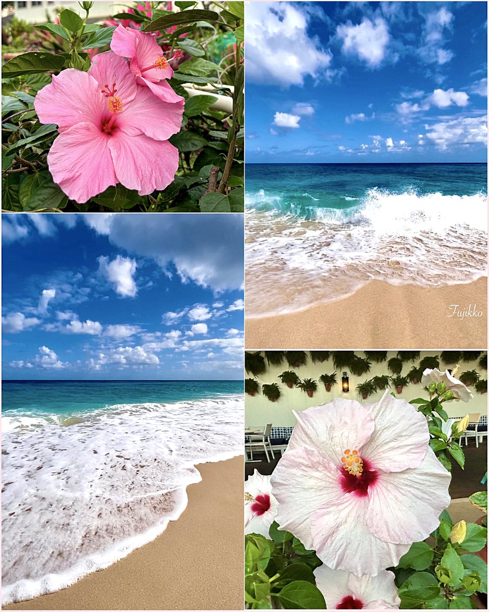 fujikko ❧ tweet media