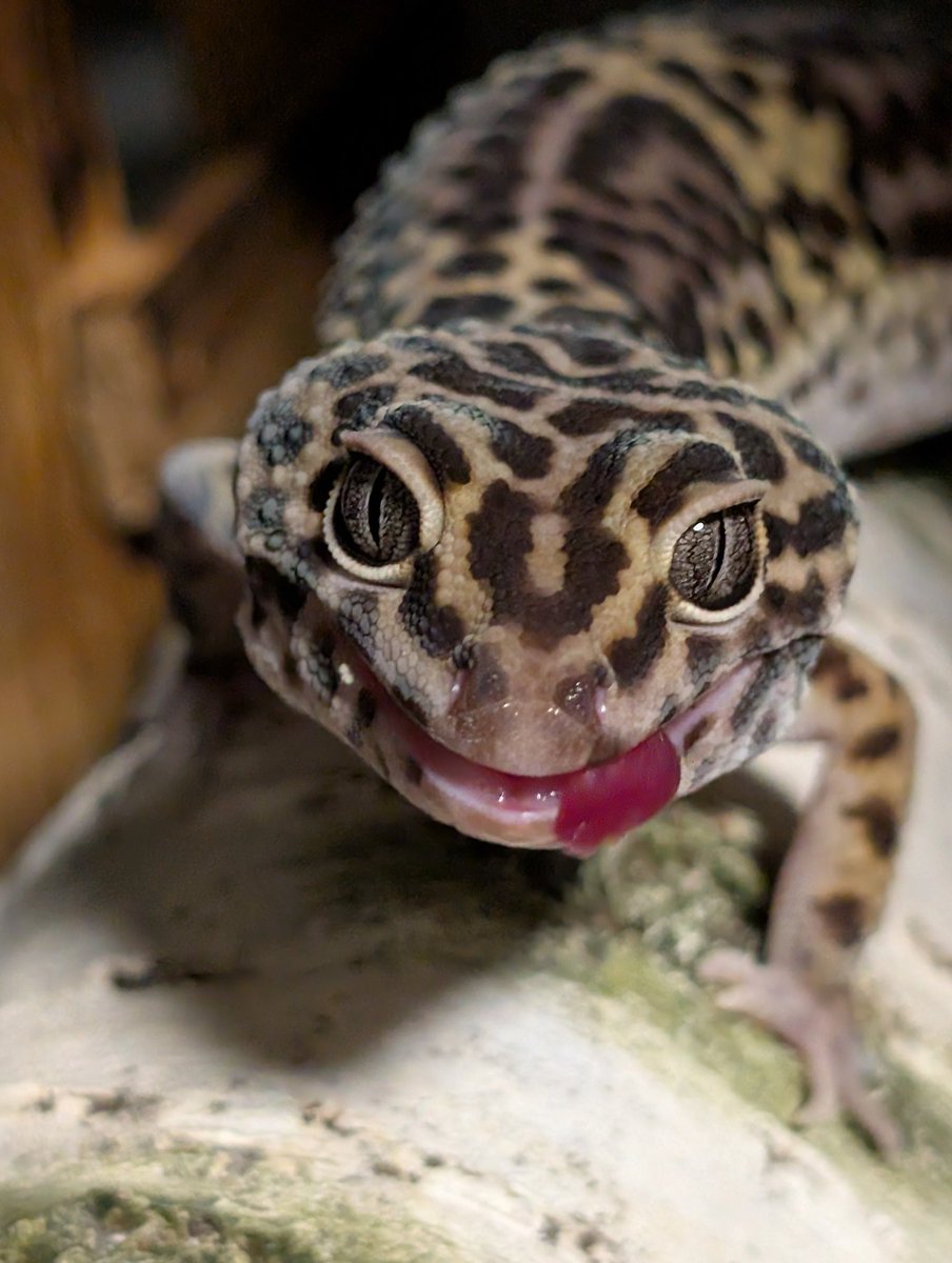 はちゅ〜ず
２匹とも可愛い最高🦎🦎