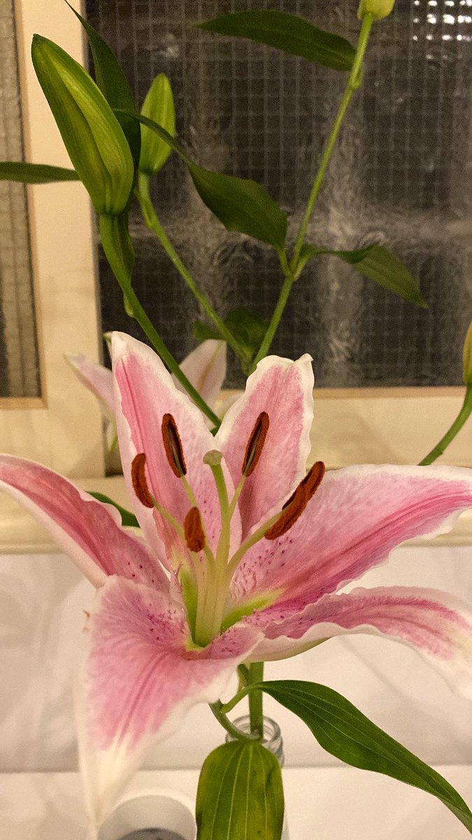 Remas ⚕ tweet media