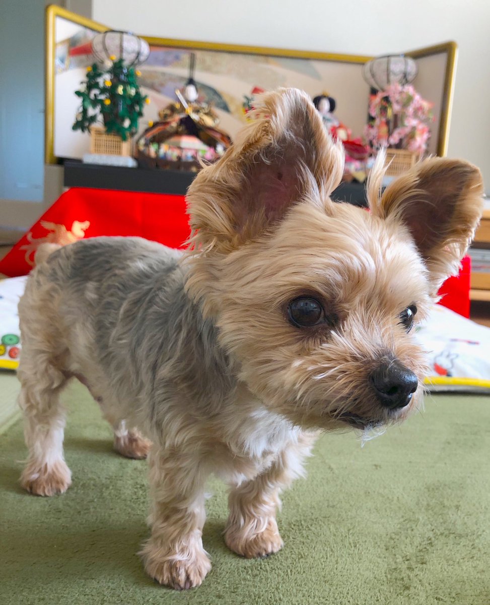 💕🐶😊ﾖｰｸｼｬﾃﾘｱ੯‧̀͡u☆ 3月がスタートしました 新しい月も引き続き