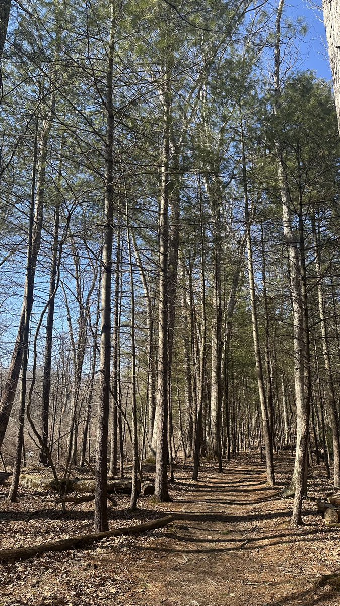 HikingLawyer's tweet photo. Beautiful day putting miles in at Pine Grove Furnice State Park

#hikingadventures #outdoorphotography #feelslikespring https://t.co/g1JqZ9Uy6s