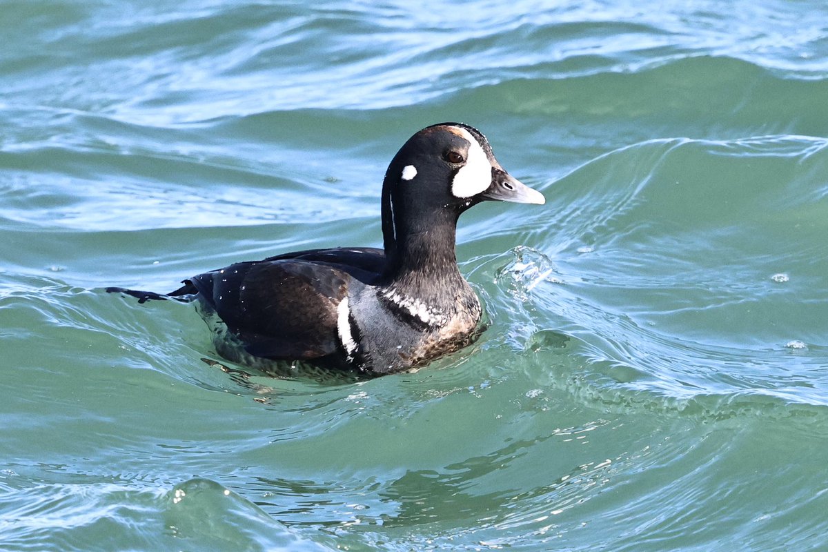 Cian Cardiff tweet media