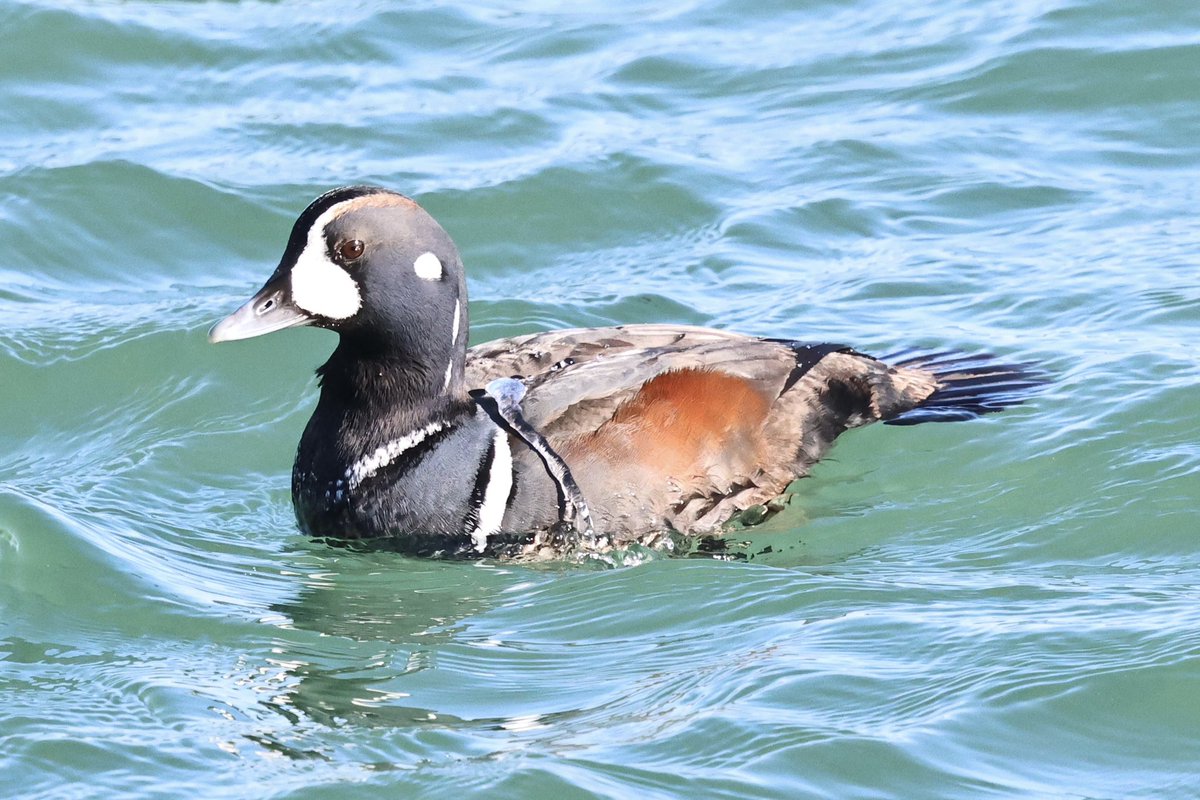 Cian Cardiff tweet media