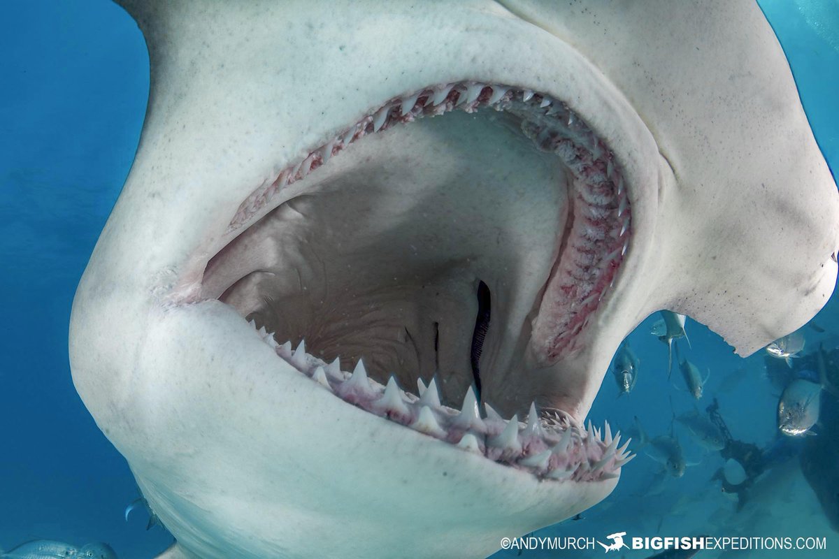 Big Fish Expeditions tweet media