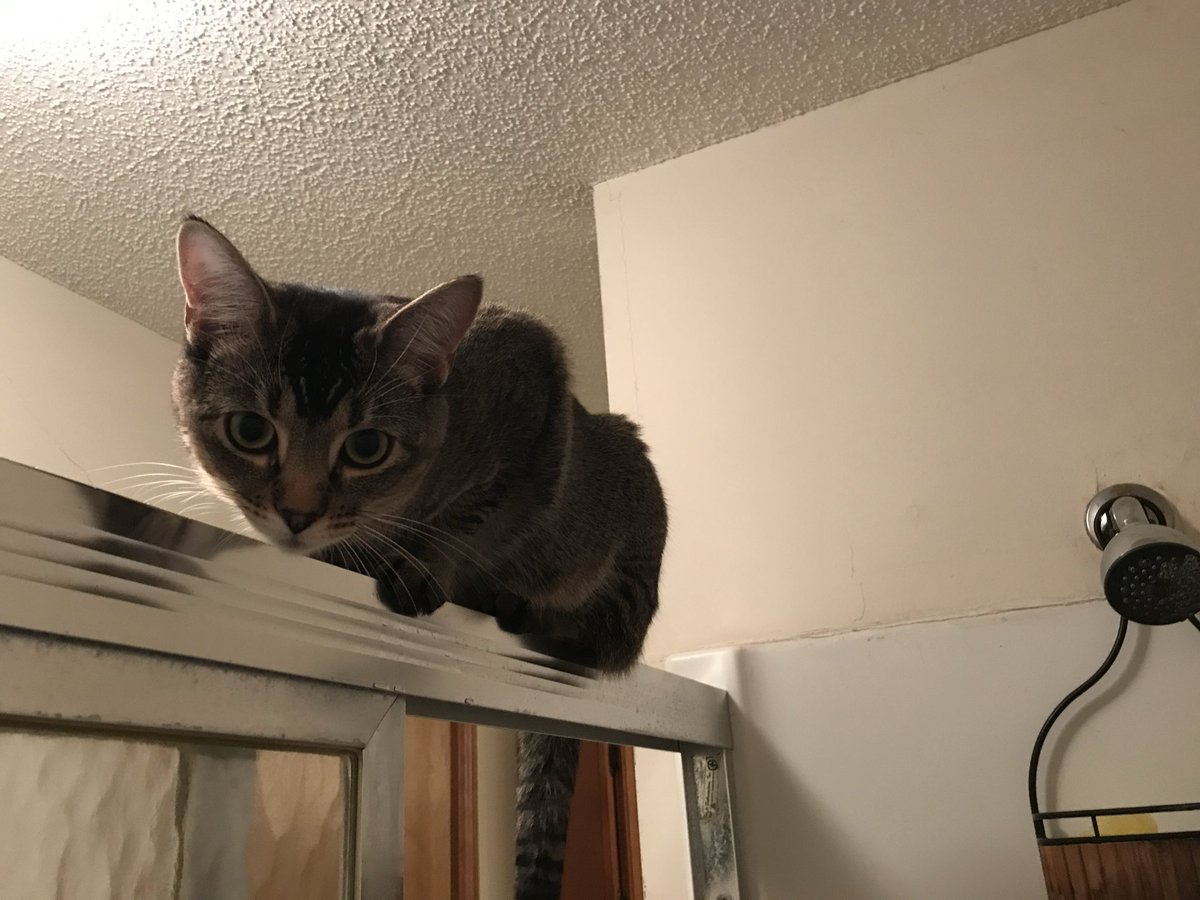 Cats. Unknowable creatures.