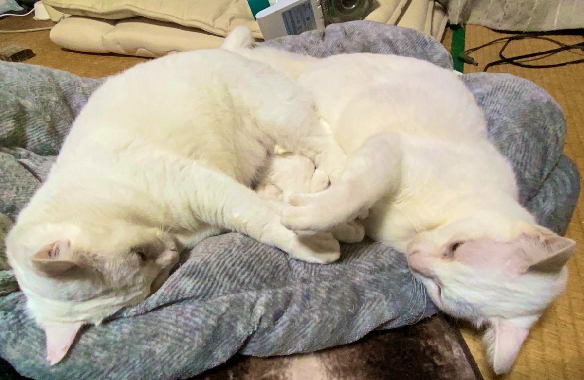 nekokamasu's tweet photo. オラたちマロリンズ。今日も生きんぞ。 #cat  #猫  #ねこ  #保護猫 #猫のいる暮らし https://t.co/mjDWhtFo8A