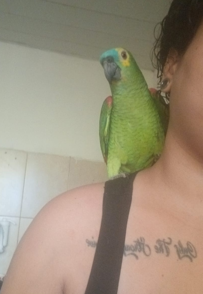 E hoje que eu tava na minha paz de Cristo tomando banho e simplesmente um papagaio entrou na minha casa