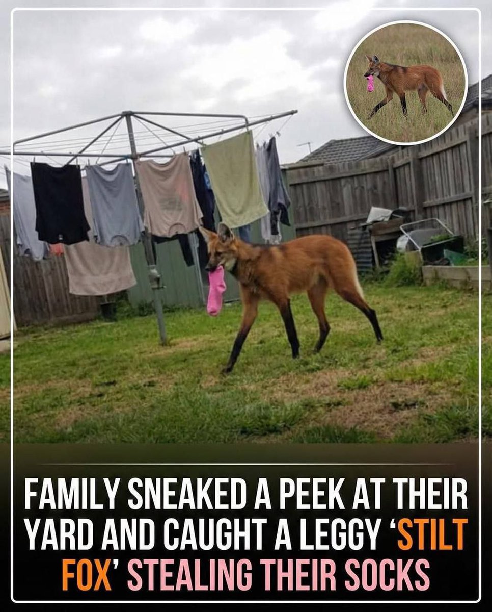 Roman Legatus tweet media