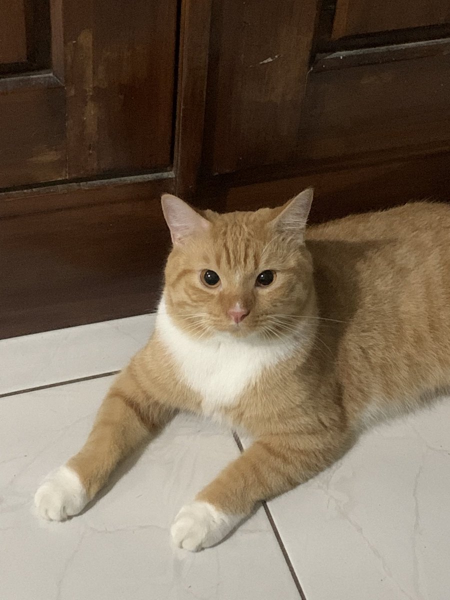 samshinecat's tweet photo. I woke up like this https://t.co/IrQyYt0cJi