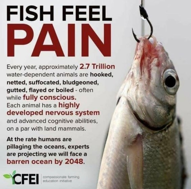 Vegan Future tweet media