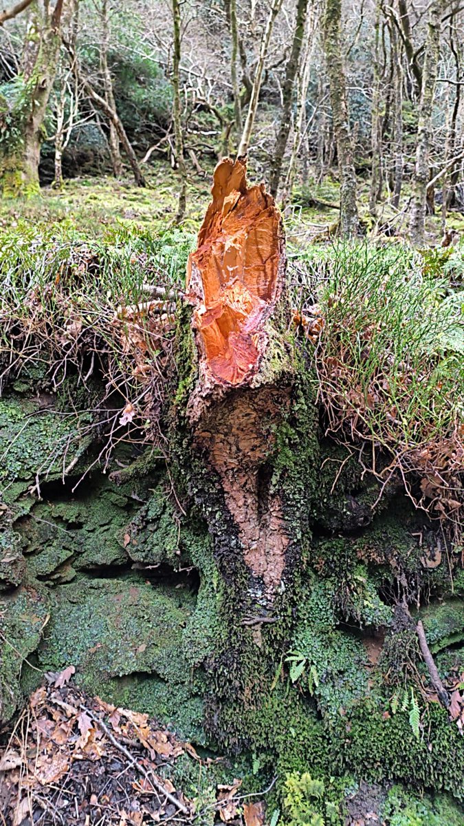 DaniElefantman's tweet photo. Tronco de árbol partido en un bosque con suelo cubierto de musgo #tronco #musgo #bosque #hacerfotos https://t.co/b5gLgvRAyb