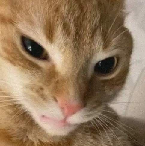 JIAAA ⚝ tweet media