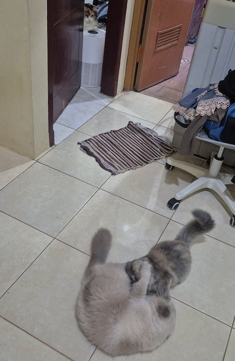 Ubiii & Upiii tweet media