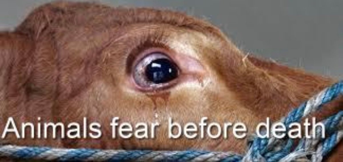 #GoVegan for the animals