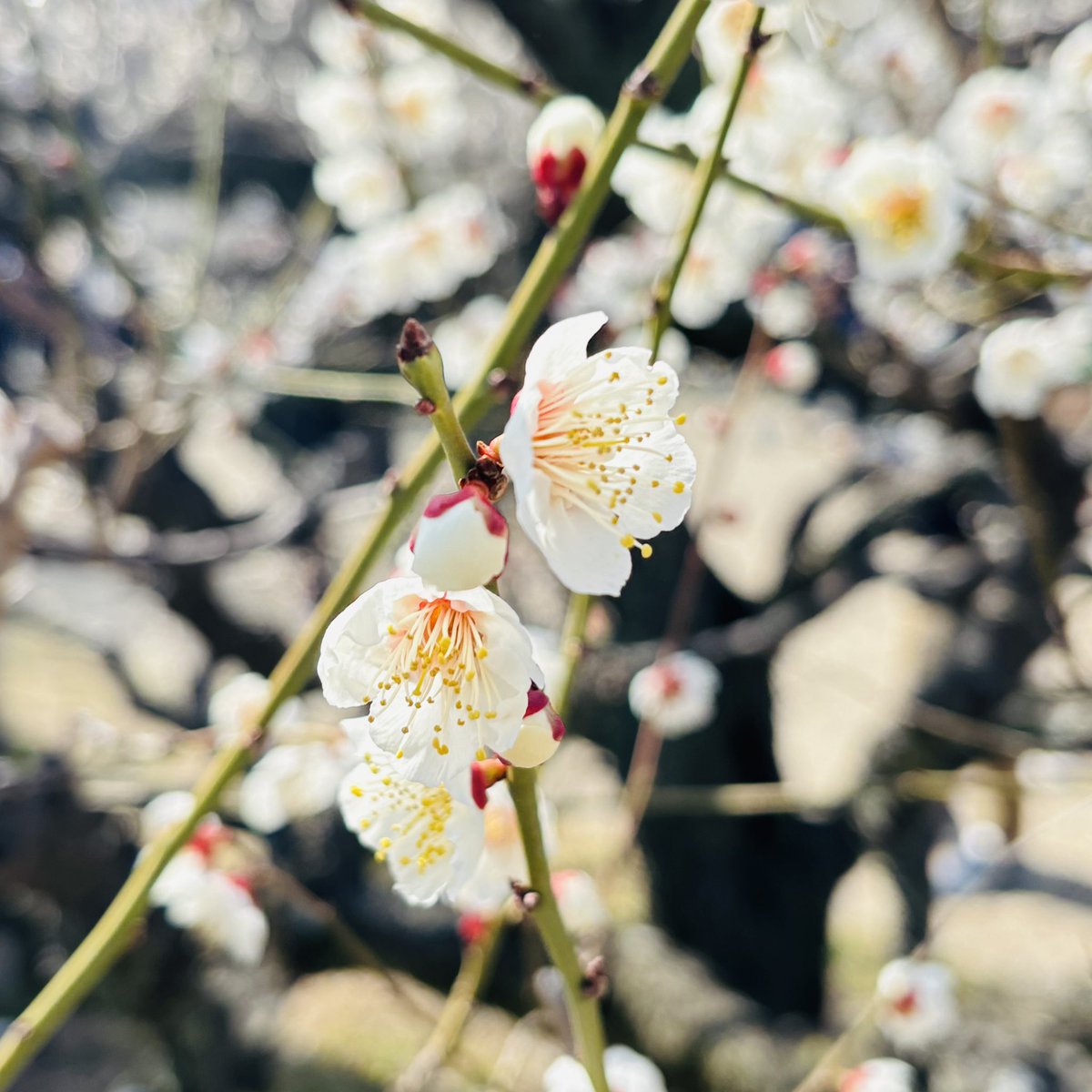 蘭丸1号機 (@shinsakan) / Posts / X